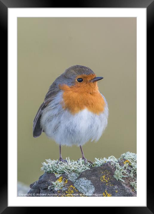Christmas Robin Framed Mounted Print by Richard Ashbee