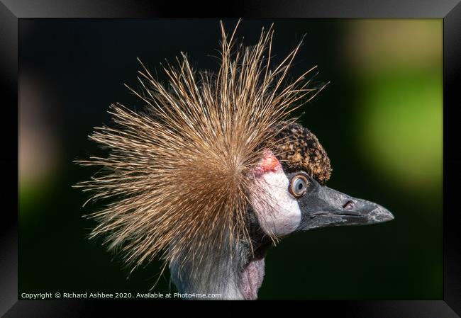 African Grey Crowned Crane Framed Print by Richard Ashbee