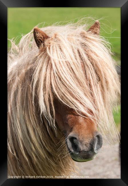 A close up of a brown Shetland Pony standing in a  Framed Print by Richard Ashbee