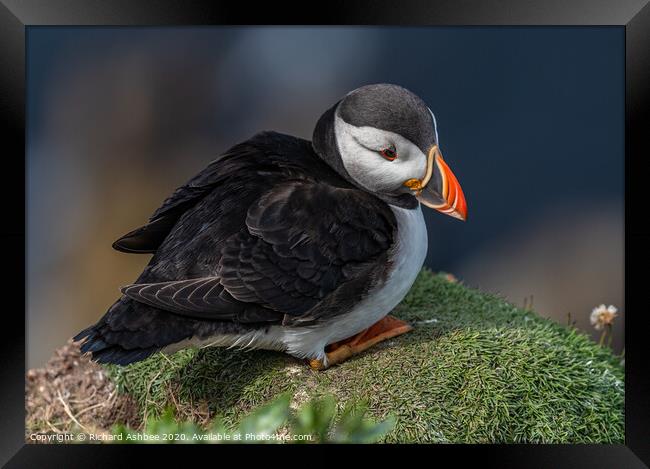 Shetland Puffin resting on a cliff ledge Framed Print by Richard Ashbee