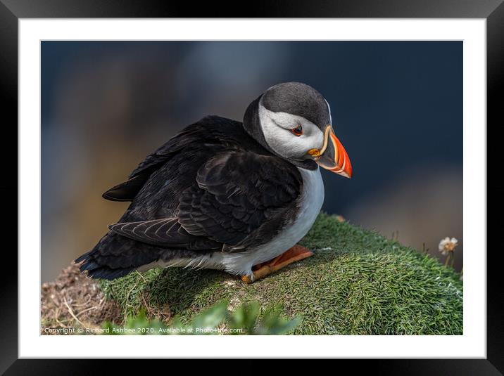 Shetland Puffin resting on a cliff ledge Framed Mounted Print by Richard Ashbee