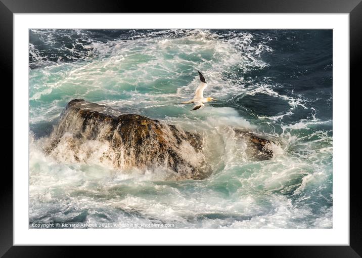 Gannet flies over a stormy sea in Shetland Framed Mounted Print by Richard Ashbee
