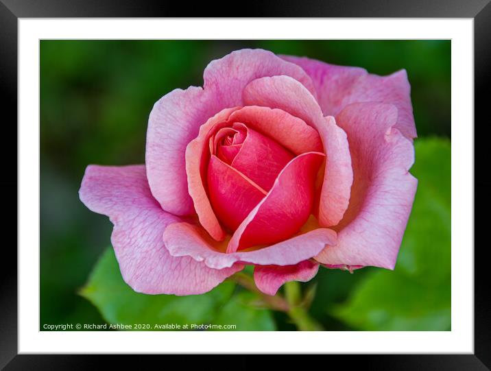 Pink Rose Framed Mounted Print by Richard Ashbee