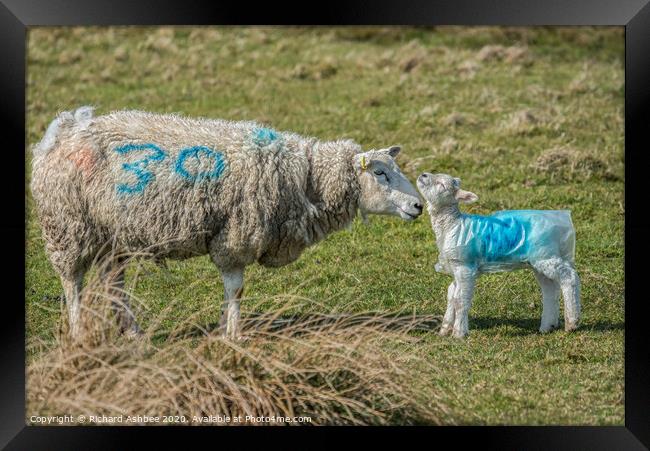 A mother greets one of its new born lambs Framed Print by Richard Ashbee