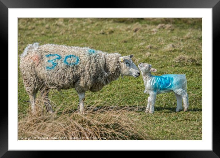 A mother greets one of its new born lambs Framed Mounted Print by Richard Ashbee