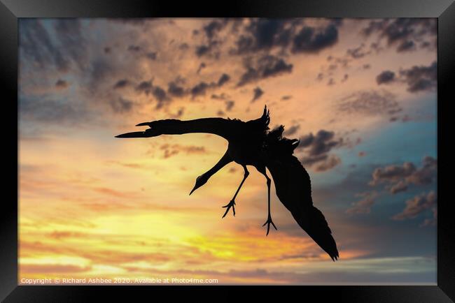 Common Crane landing at Sunset in Norfolk Framed Print by Richard Ashbee