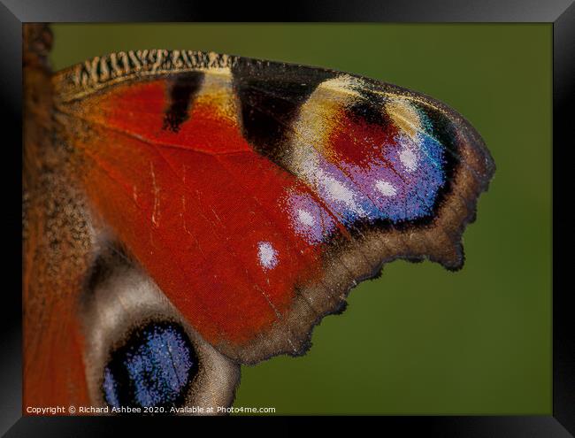 Close up of a Peacock Butterfly wing  Framed Print by Richard Ashbee