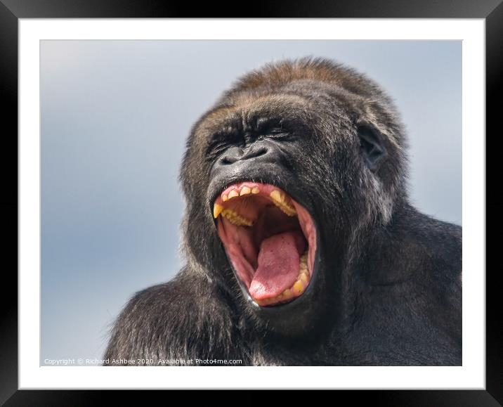 A close up of a Gorilla roaring  Framed Mounted Print by Richard Ashbee