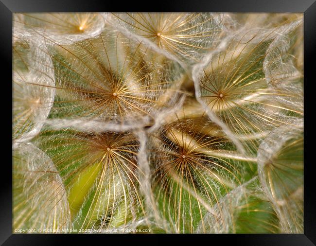 Close up of a dandelion clock head Framed Print by Richard Ashbee