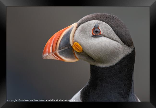 Puffin close up Framed Print by Richard Ashbee