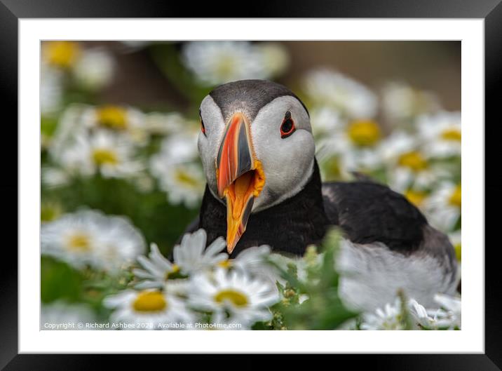 Shetland Puffin sat in a  patch of moon penny yawn Framed Mounted Print by Richard Ashbee