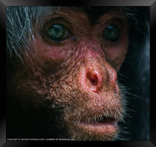 Human like portrait of a monkey Framed Print by Richard Ashbee