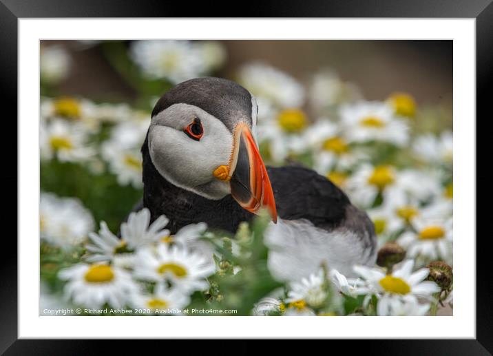 Puffin sitting pretty  Framed Mounted Print by Richard Ashbee