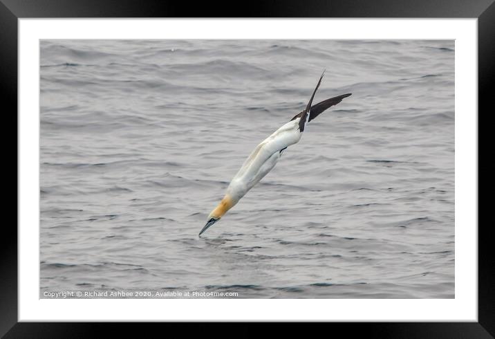 Gannet balancing on surface of sea Framed Mounted Print by Richard Ashbee