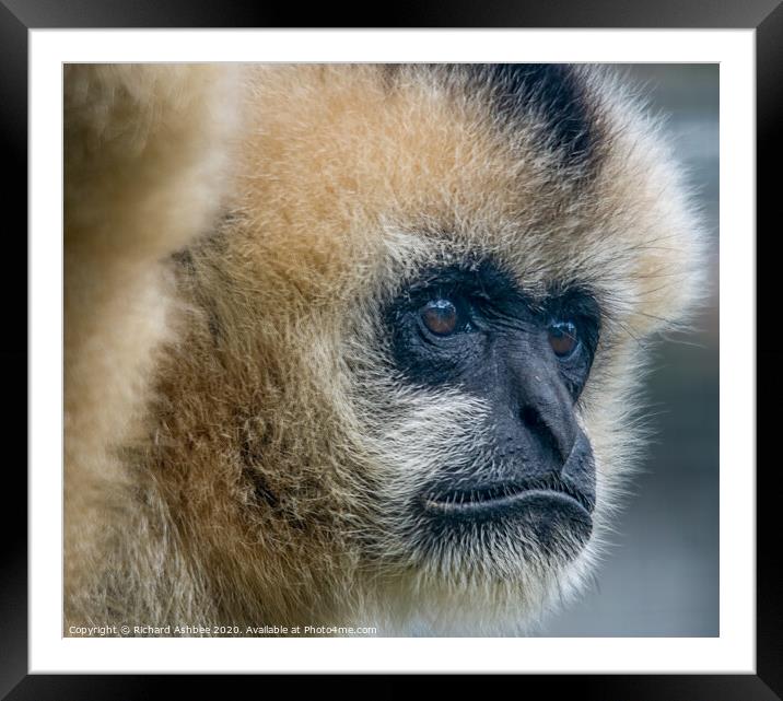 Golden Gibbon at Twycross Zoo Framed Mounted Print by Richard Ashbee