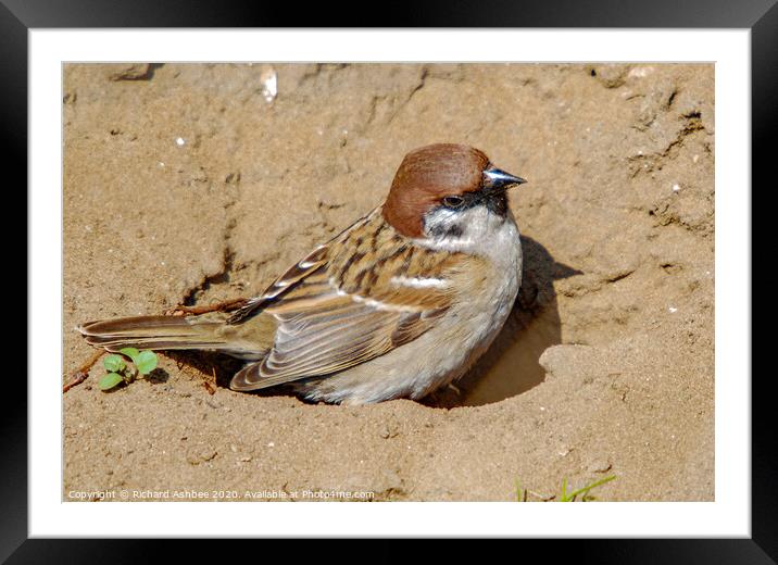 Tree Sparrow in dust bath Framed Mounted Print by Richard Ashbee