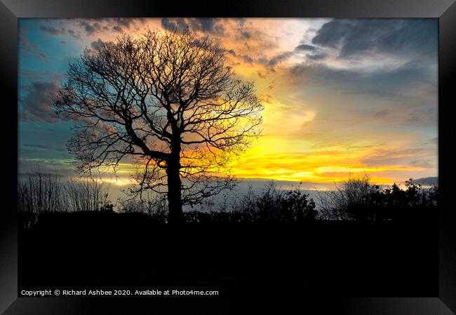Lone tree with winter sunset Framed Print by Richard Ashbee
