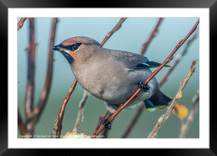Beautiful Waxwing visitor Framed Mounted Print by Richard Ashbee