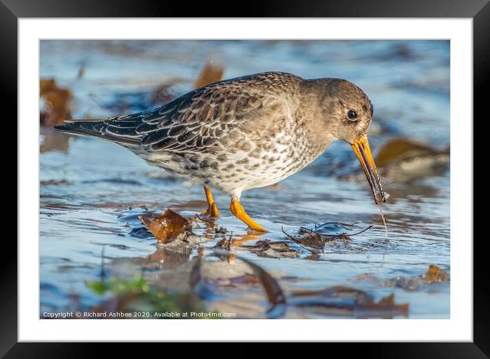 Winter plumage Purple Sandpiper Framed Mounted Print by Richard Ashbee