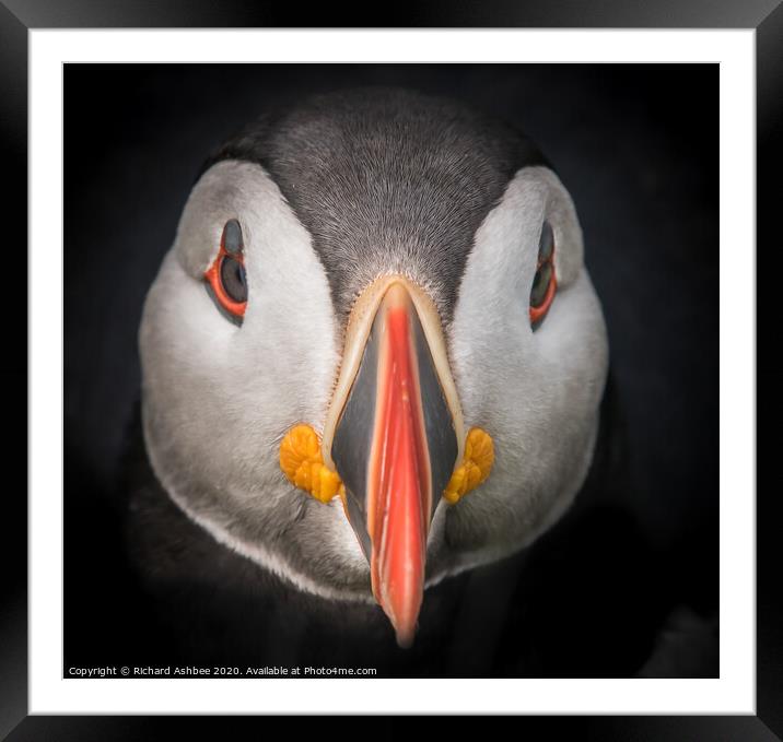 Puffin on Noss, Shetland Framed Mounted Print by Richard Ashbee