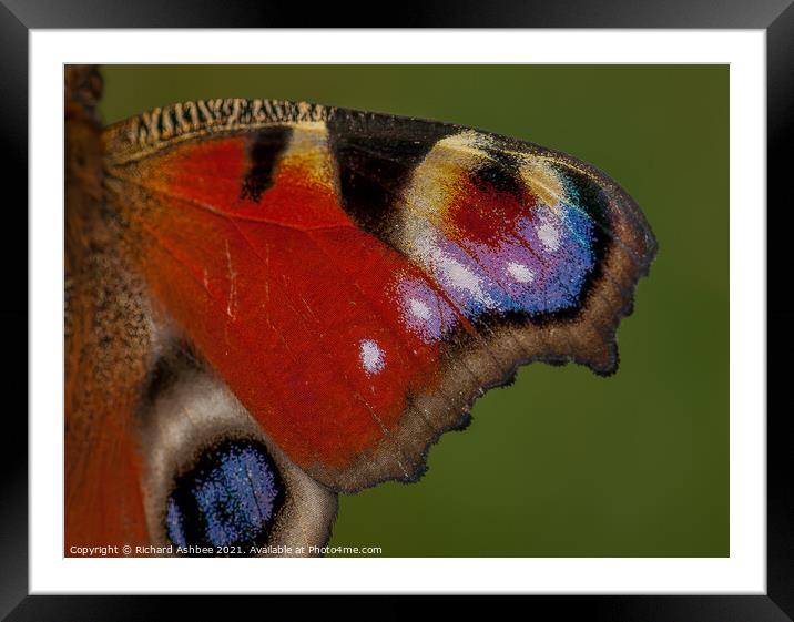Peacock Butterfly wing Framed Mounted Print by Richard Ashbee