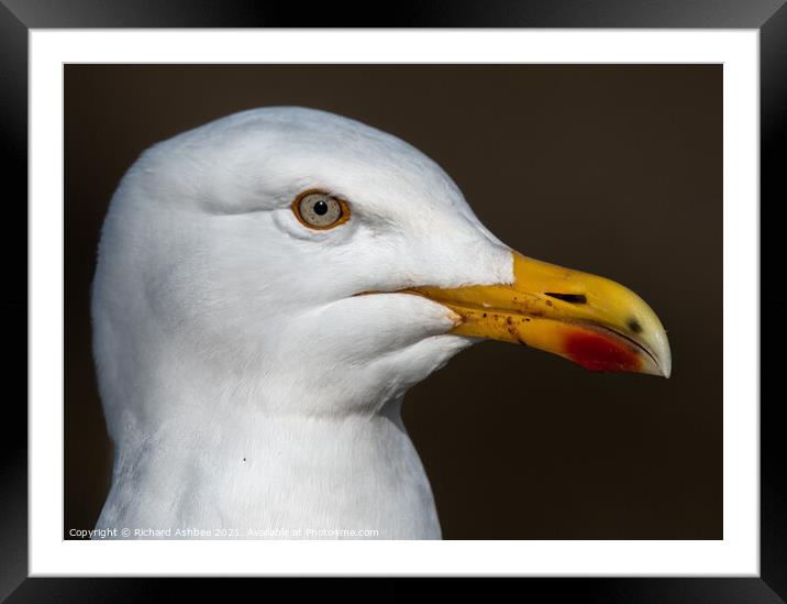 Herring Gull Close up Framed Mounted Print by Richard Ashbee