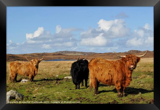 Highland Cattle in Bernera, Isle of Lewis Framed Print by Alasdair Mackenzie