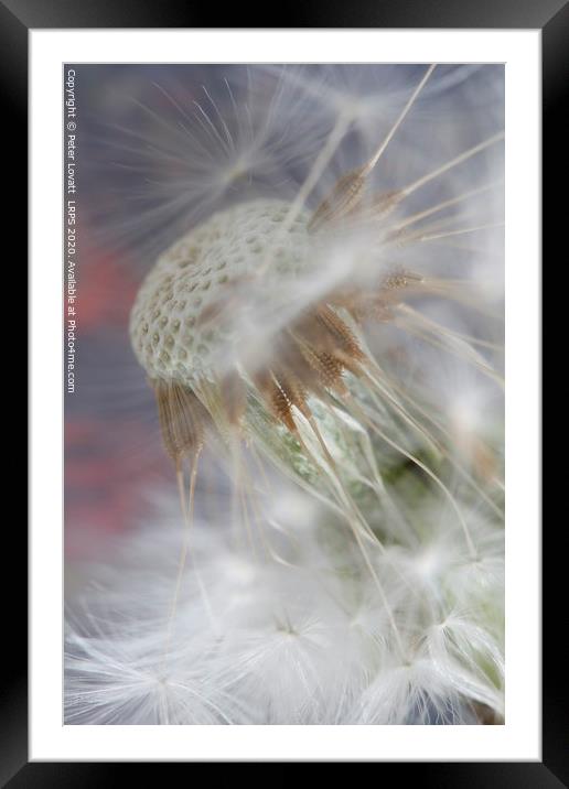 Dandelion and Seeds Framed Mounted Print by Peter Lovatt  LRPS
