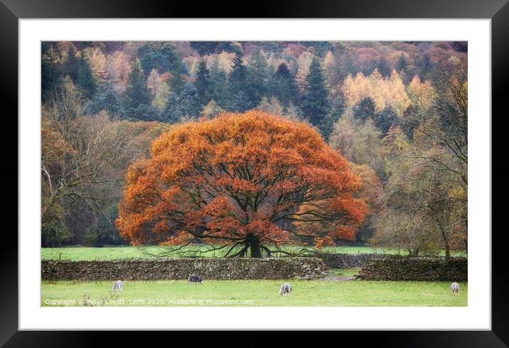 Oak Tree in Autumn Framed Mounted Print by Peter Lovatt  LRPS