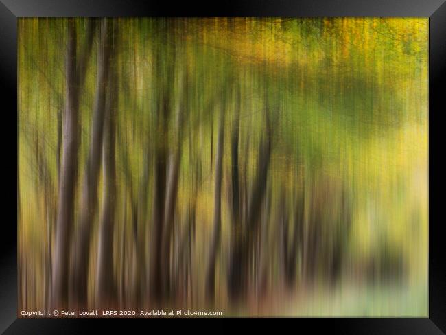 Autumn Trees Framed Print by Peter Lovatt  LRPS