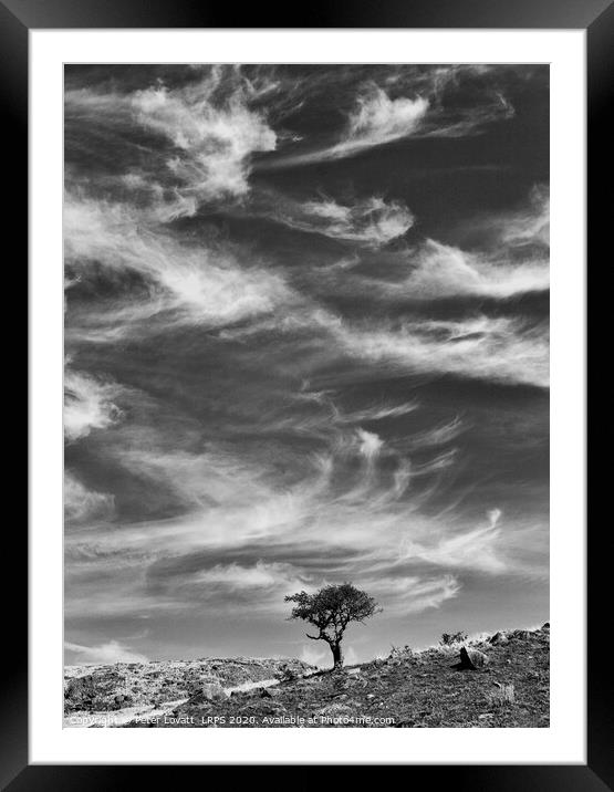 Lone Tree, Nant Gwynant Pass, Wales Framed Mounted Print by Peter Lovatt  LRPS