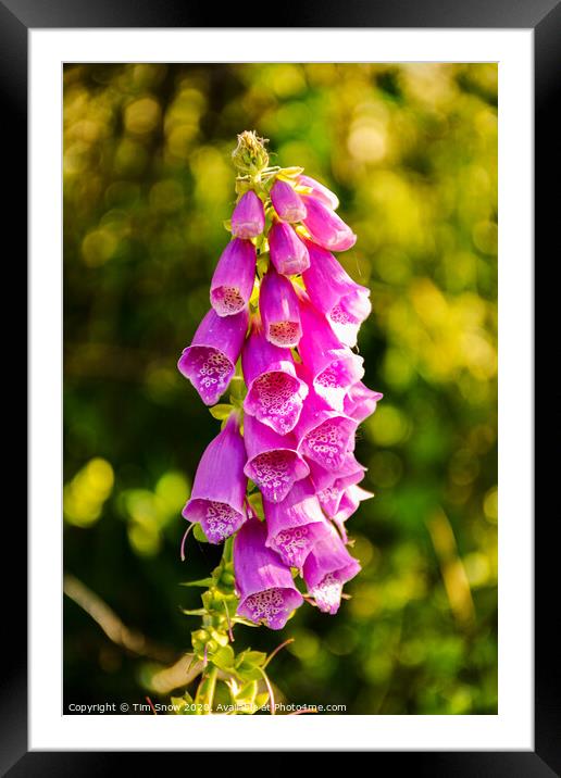 Beautiful Foxglove flowers in Spring Framed Mounted Print by Tim Snow
