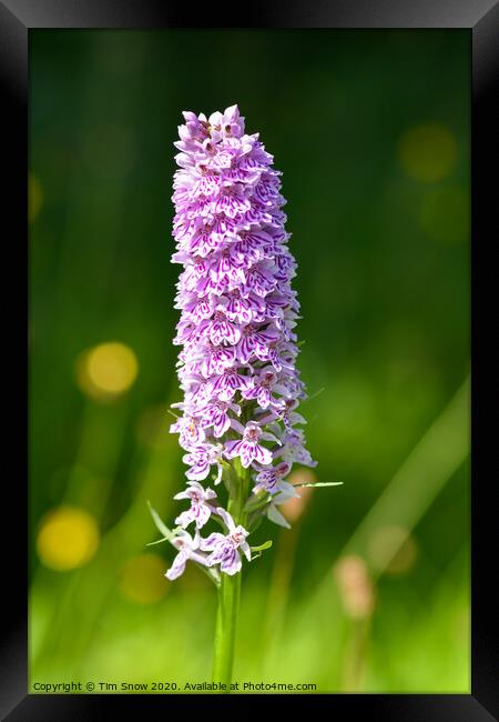 Single Marsh Orchid in early Summer Framed Print by Tim Snow