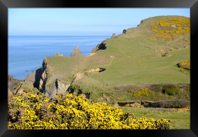 Gorse framing Sandymouth bay in Cornwall. Framed Print by Peter Barber