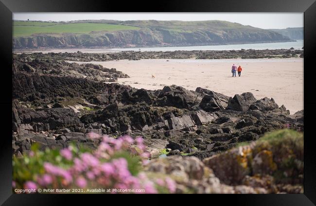 Walkers on Pembrokeshire Beach framed by out of focus sea thrift Framed Print by Peter Barber