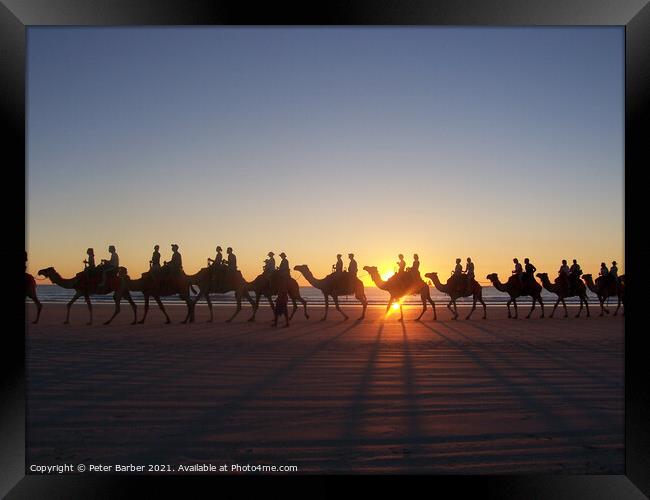 Broome Australia camel ride Framed Print by Peter Barber