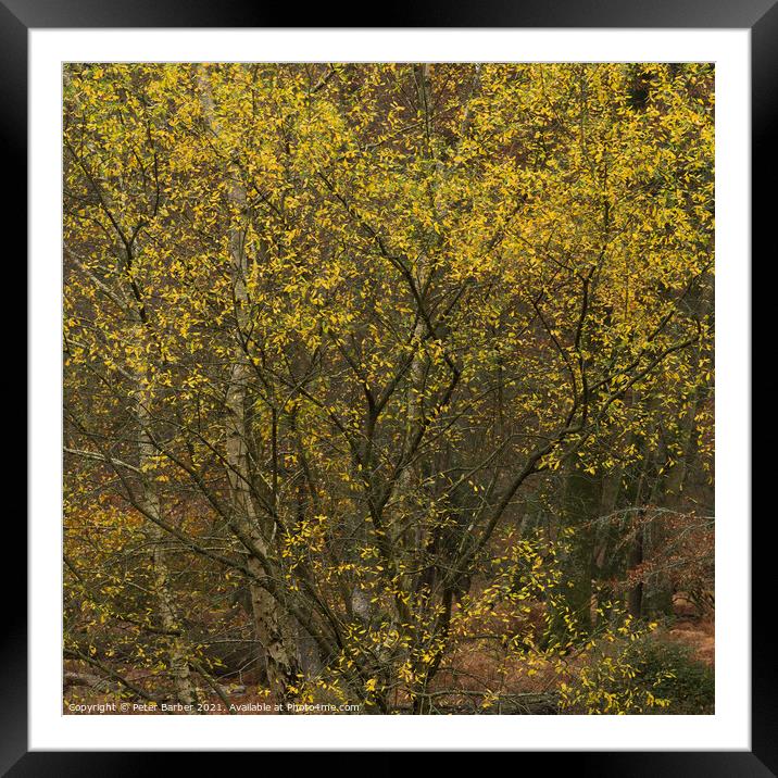 A small and colourful tree in Bolderwood Framed Mounted Print by Peter Barber