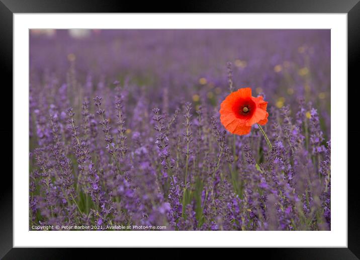 Plant flower Framed Mounted Print by Peter Barber