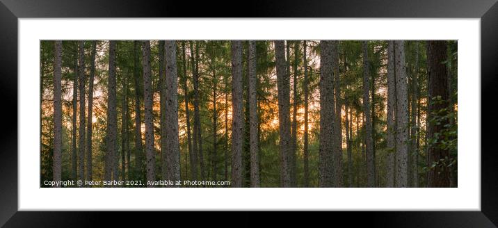 New Forest sunrise panorama Framed Mounted Print by Peter Barber