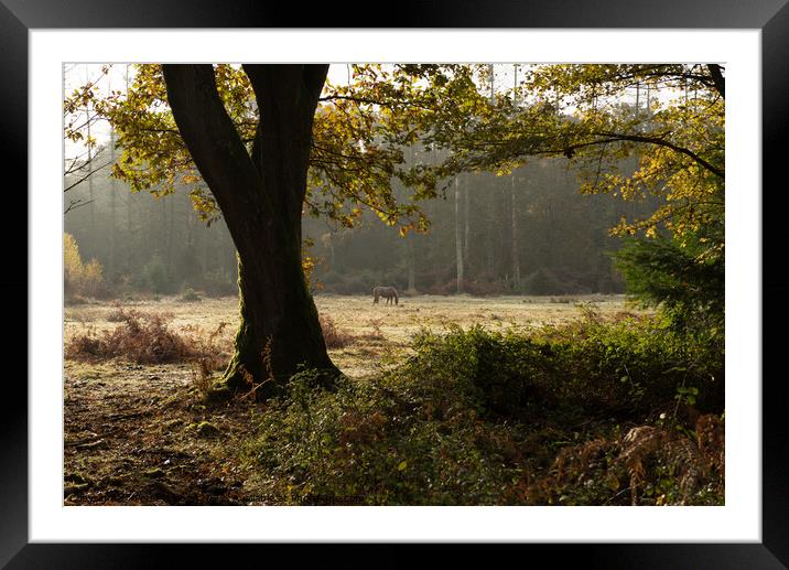 New Forest Morning Framed Mounted Print by Peter Barber