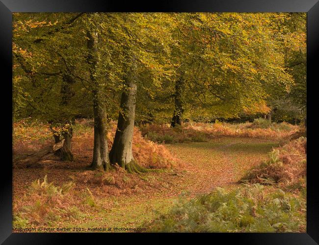 A woodland path in Autumn in the New Forest Framed Print by Peter Barber