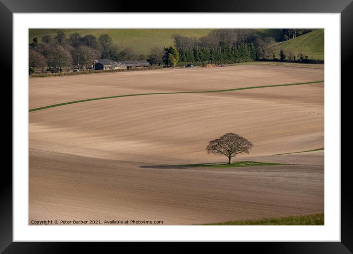 Lone tree in bare fields on the South Downs Framed Mounted Print by Peter Barber
