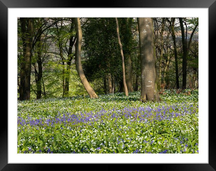 Bluebells and garlic as far as you can see Framed Mounted Print by Peter Barber