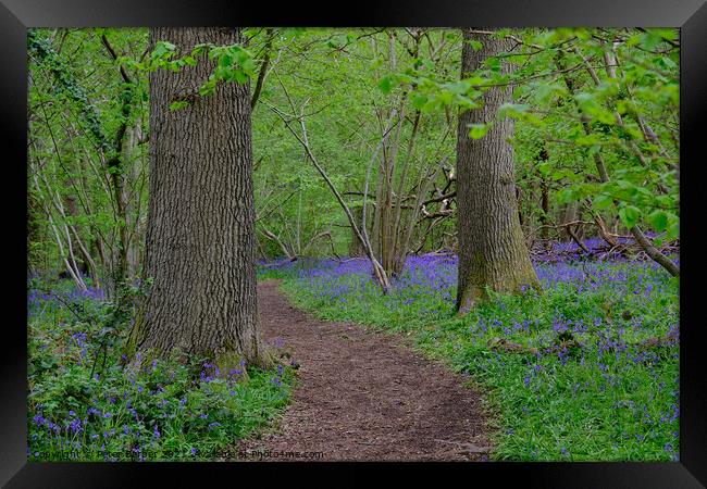 A path through the Bluebells Framed Print by Peter Barber