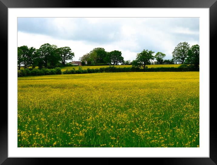 Wild flower bloom Framed Mounted Print by Peter Barber