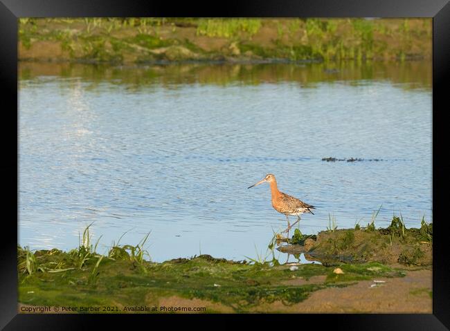 Black Tailed Godwit at Warsash Framed Print by Peter Barber