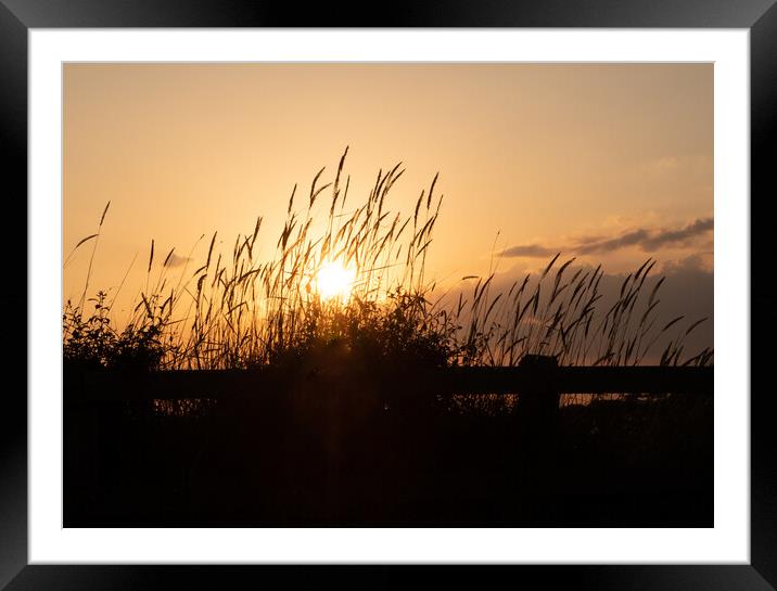Silhouetted grass at sunset Framed Mounted Print by Peter Barber