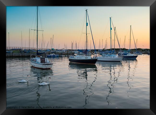 The Swans in the Harbour at sunset Framed Print by Peter Barber