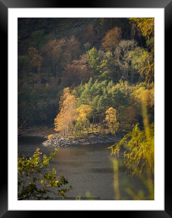 Autumn trees on the shores of Thirlmere Framed Mounted Print by Peter Barber