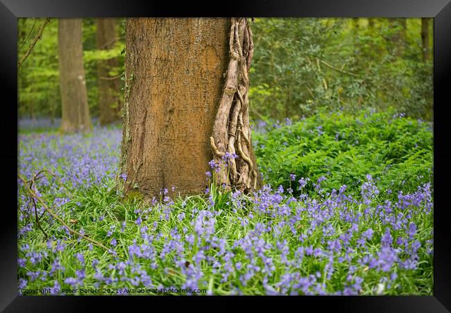 Lone tree in Bluebells Framed Print by Peter Barber